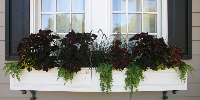 A window with a flower box