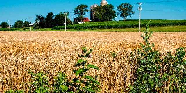 Ackerland in der Nähe von Janesville, Wisconsin