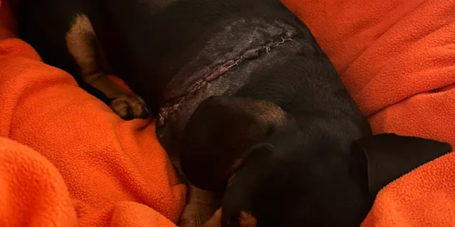 Lola, a miniature dachshund, healing from an attack