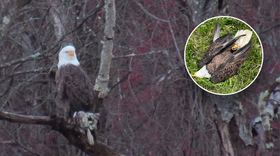 Male bald eagle protects, incubates rock mistaken for an egg