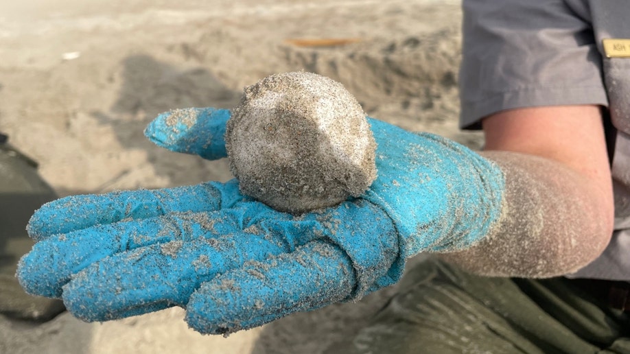 One of the leatherback sea turtle's eggs