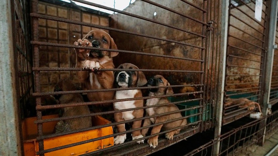 South Korean dog meat farmers push back as politicians push to eliminate the industry