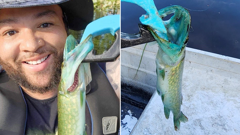 Virginia fisherman catches 'extremely rare' blue-mouth fish: 'Wild