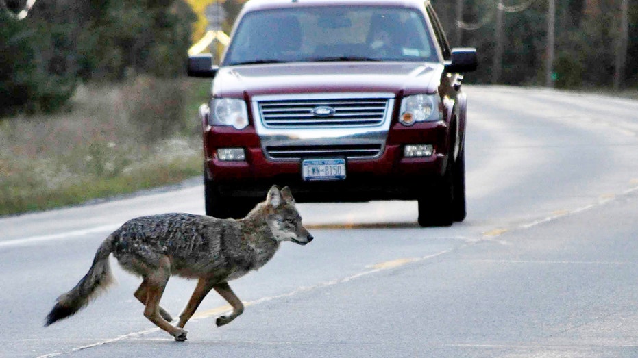 New York Gov. Kathy Hochul considers ban on hunting contests that target coyotes, rabbits, raccoons