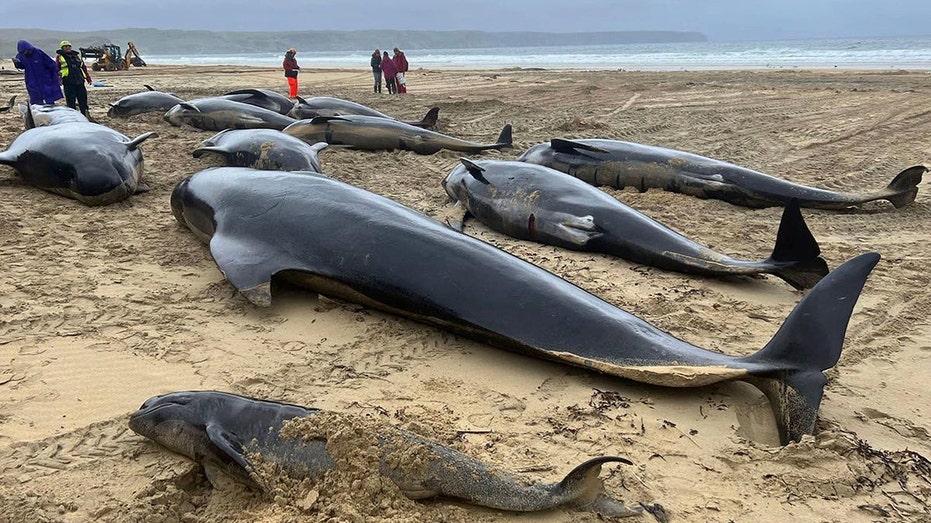 Pod of 55 whales found washed ashore on Scottish beach