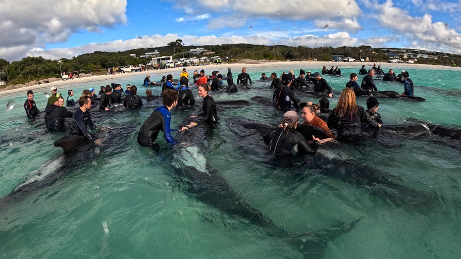 Nearly 100 whales left stranded on Australian beach in strange phenomenon: ‘Utterly heartbreaking’