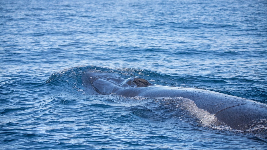 Discovery of whale carcass in Hong Kong sparks outpouring of grief, residents blame sightseers