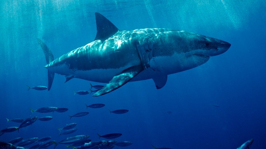 Florida vacationers beware! Great white shark named ‘Penny’ circling warm waters