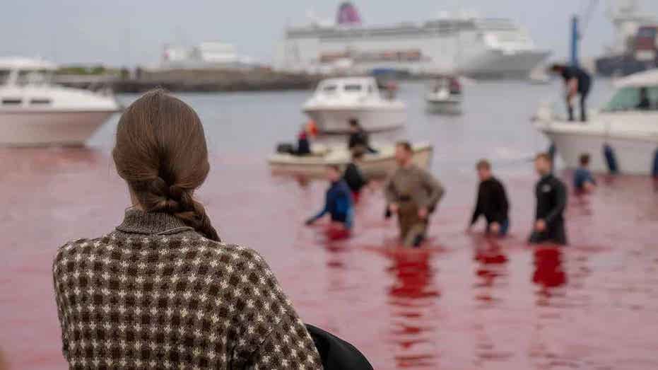 Cruise line apologizes for ‘distress’ after passengers witness brutal whale hunt slaughter