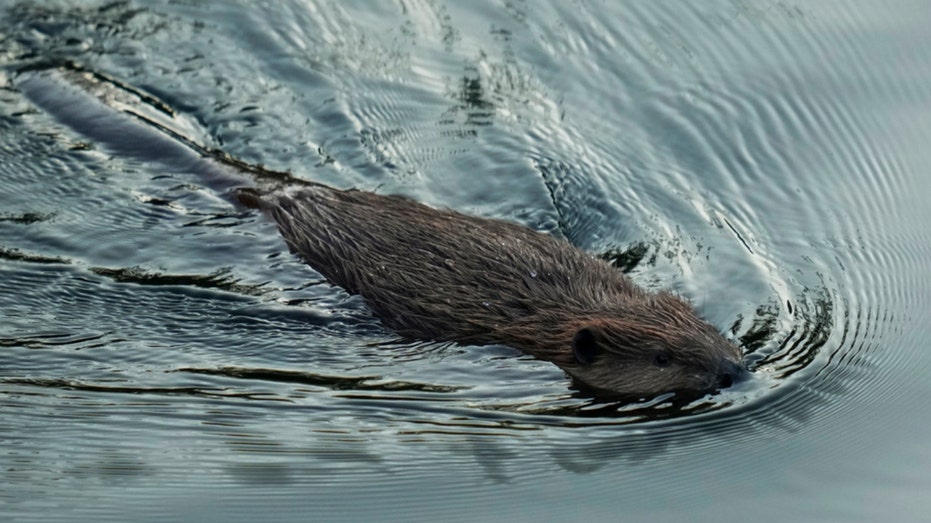 California beaver policy aims to tap ecological benefits, protect ‘keystone species’