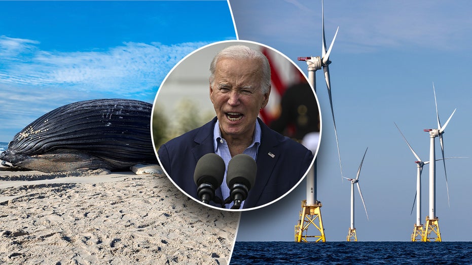 Biden admin approves massive wind farm amid rising whale death toll