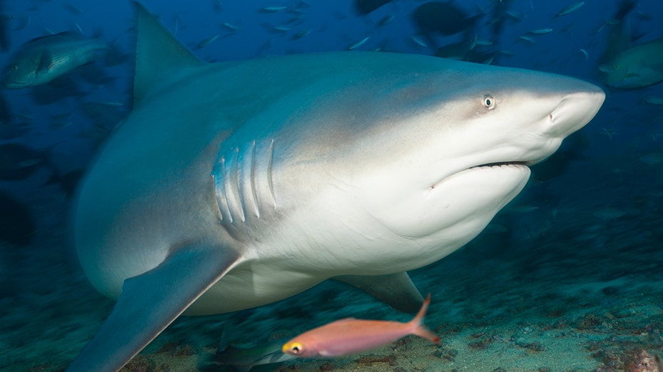 Sydney Harbor shark attack leaves woman with serious leg injury