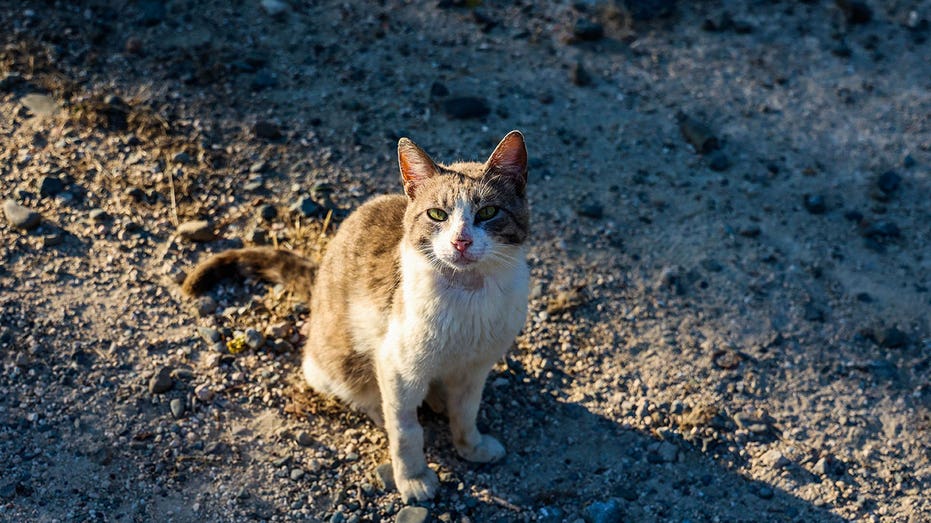 COVID-19 mutation in Cyprus did not cause 300,000 cat deaths despite claims, veterinary association says