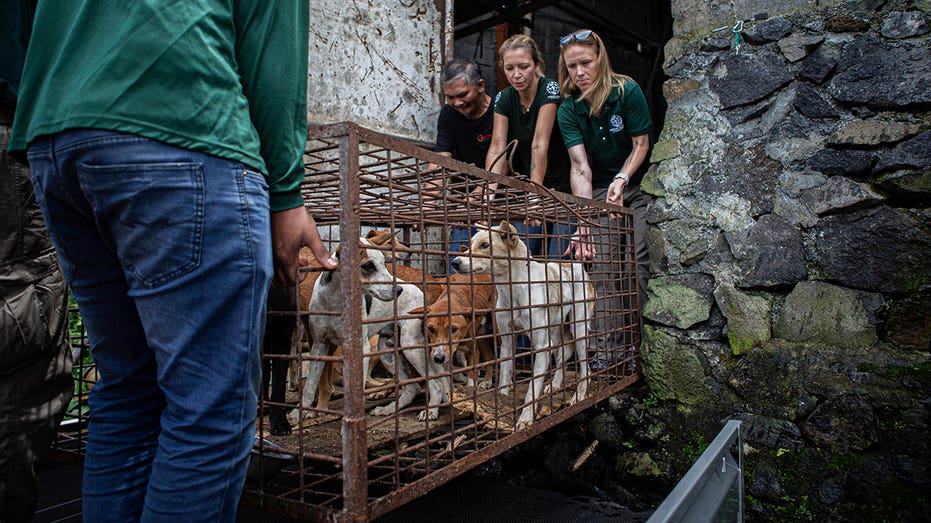 Notorious meat market in Indonesia ends brutal dog, cat meat trade