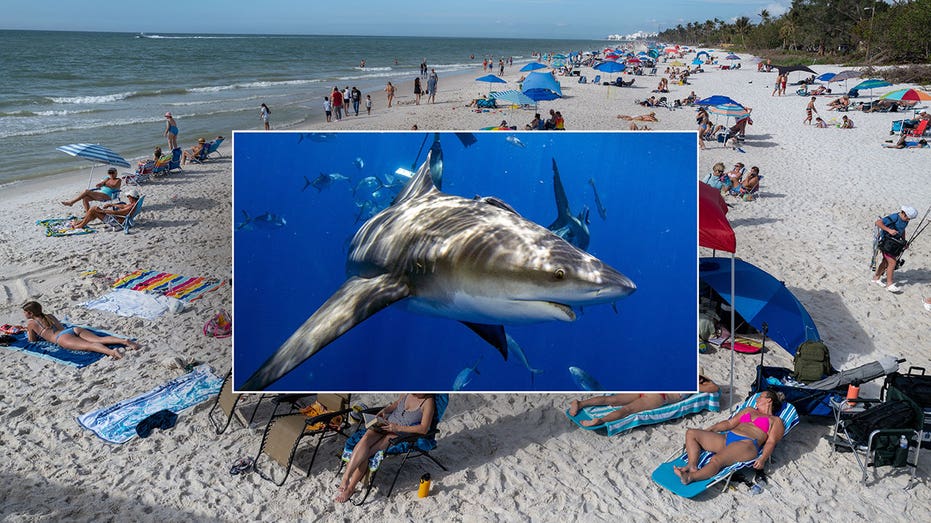 Florida beach vacation hotspot closed after back-to-back shark attacks