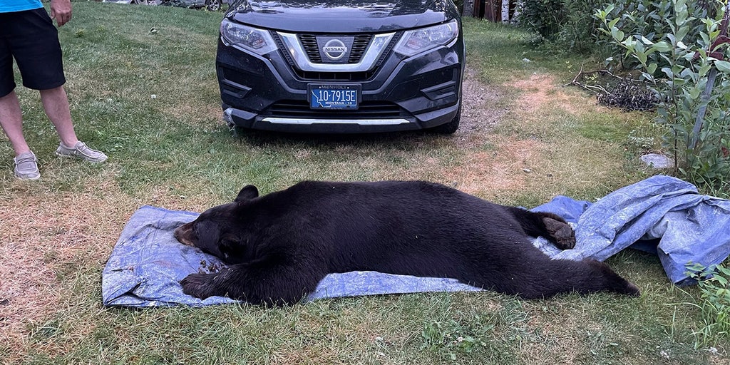 Montana fiancé shoots, kills large black bear found in couple's living room '5 feet away' - Vimarsana News