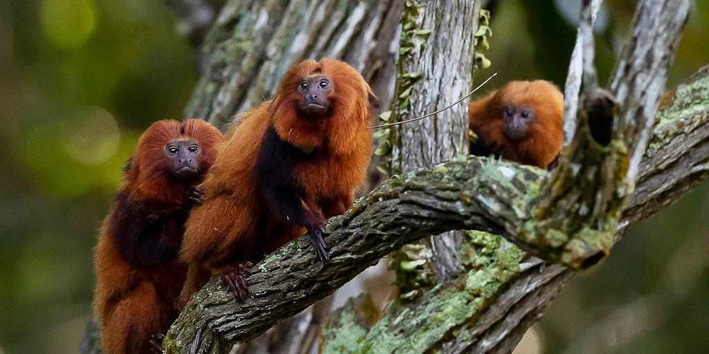 Population of Brazil's endangered golden monkeys bounces back following yellow fever outbreak - Vimarsana News