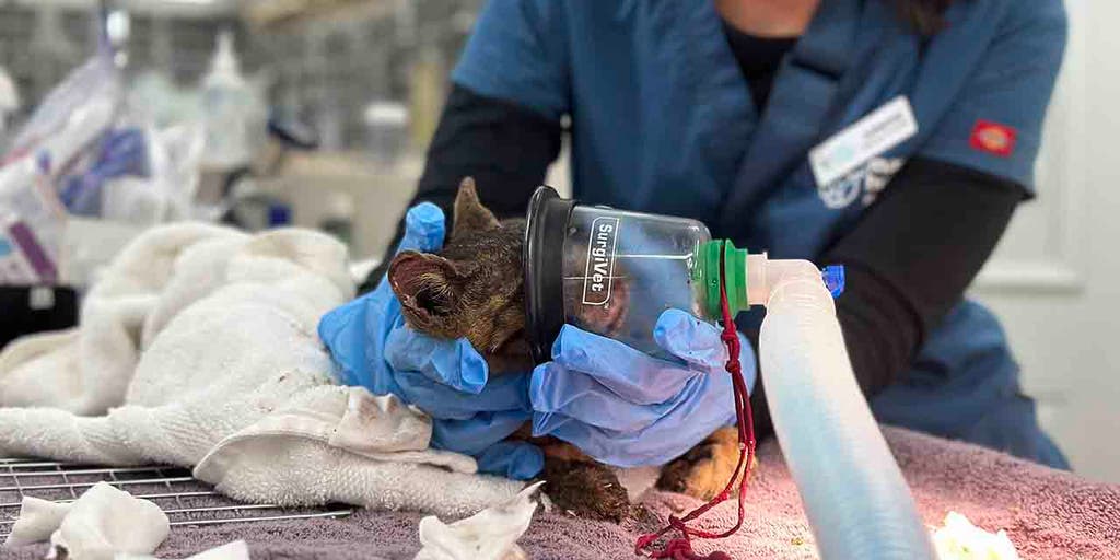 After the wildfires, Maui Humane Society continues massive effort to rescue pets, reunite them with families - Vimarsana News