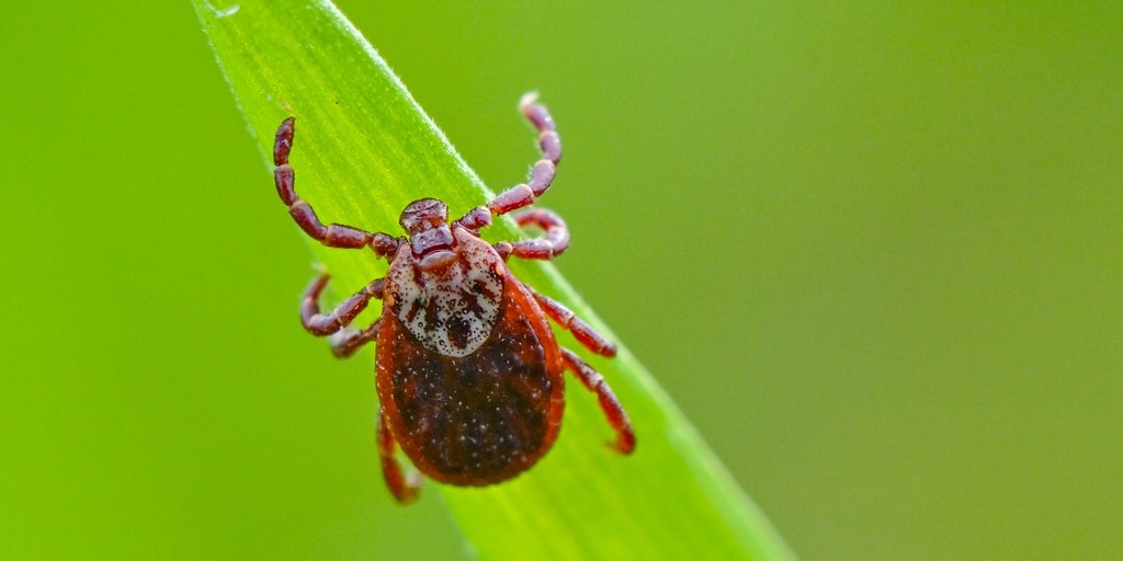 Rhode Island woman dies after infection with tick-borne disease - Vimarsana News