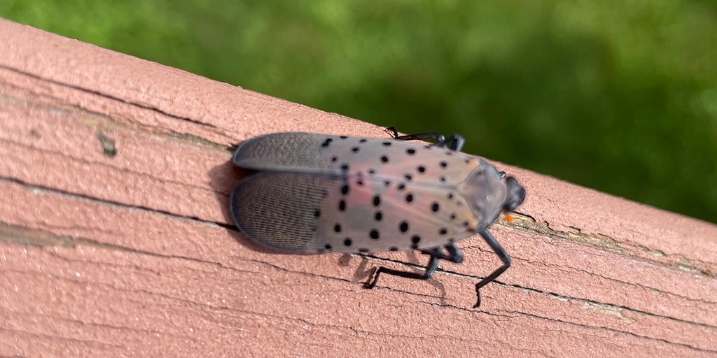 Spotted lanternfly 'stomp' season gains attention as 14 states fight the invasive pests: 'Ew' - Vimarsana News