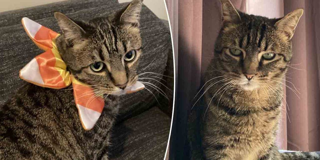 Utah kitty 'Candy Corn' needs a home and wants 'to meet' a new family - Vimarsana News
