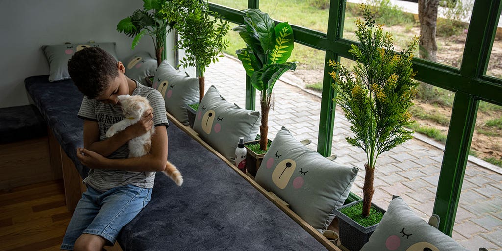 Residents of besieged Gaza escape life hardships with city's 1st cat cafe - Vimarsana News