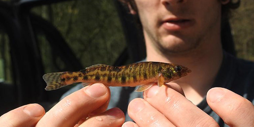 'Rare' fish endangered in two US states has researchers working to save species from extinction - Vimarsana News
