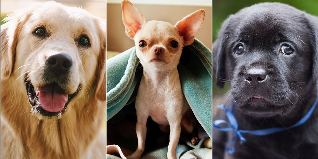 Dog quiz! How well do you know the facts about our furry canine friends? - Vimarsana News