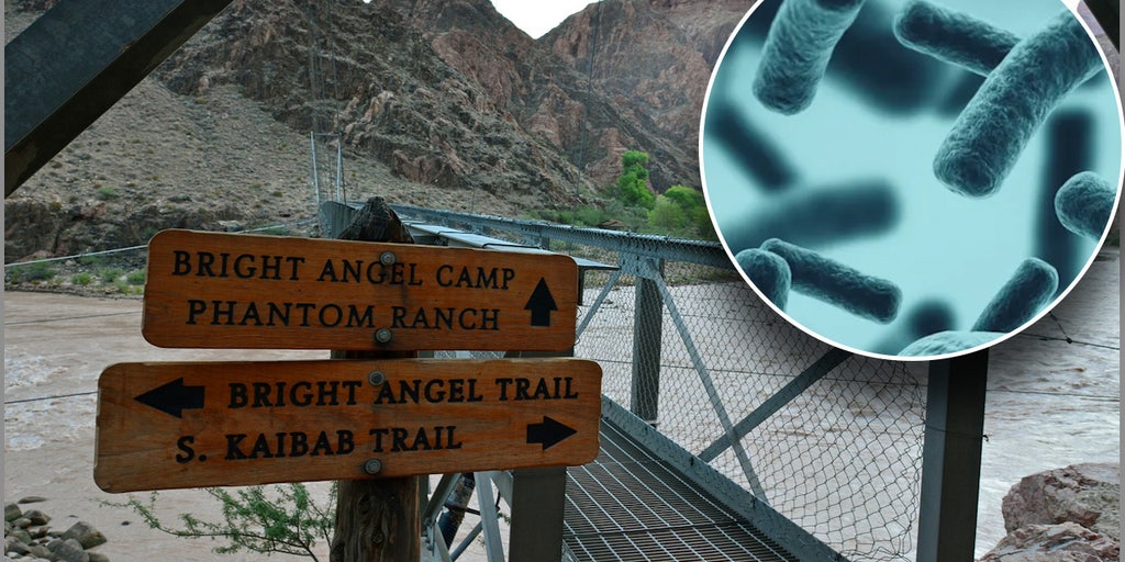 E.coli bacteria detected in Grand Canyon National Park's water supply - Vimarsana News