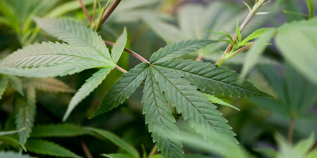 Virginia regulators fine hemp businesses following recent legislative changes - Vimarsana News