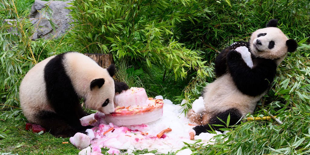 Germany's first giant pandas celebrate 4th birthday with cake ahead of trip to China - Vimarsana News