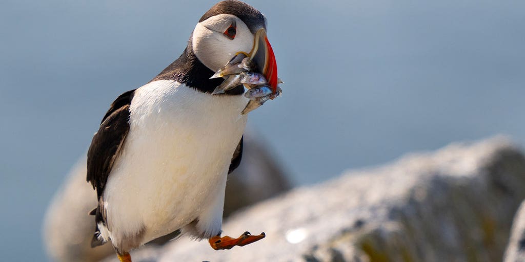 Puffin colonies in Maine recover, 'population is stable, and it could still be growing' - Vimarsana News
