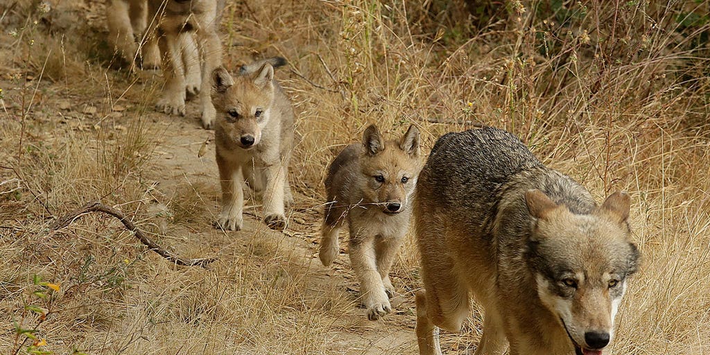 New pack of endangered gray wolves identified in California - Vimarsana News