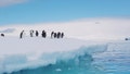 Adelie penguins traveling on an iceberg