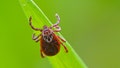 April 11, 2023, Brandenburg, Germany: A tick (Ixodida) on a stalk in a meadow.