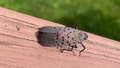 Adult spotted lanternfly in Westchester County