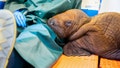 A 200-pound, month-old rescued walrus calf is seen at the Alaska SeaLife Centers Wildlife Response Program, Seward, Alaska, Tuesday, Aug. 1, 2023.