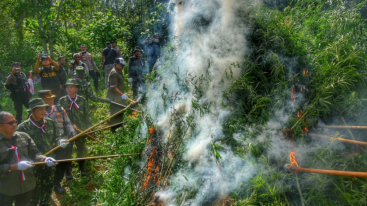 Police officers and personel of National Narcotics Agency burn marjiauna trees