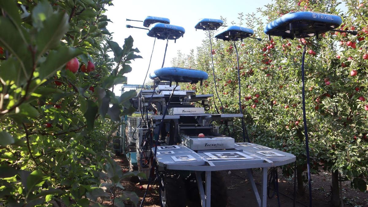 Group of robots among fruit trees