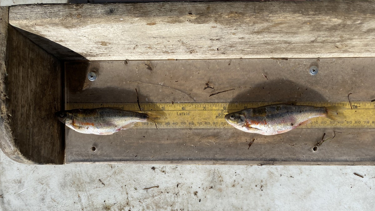 Two illegally-transplanted fish.