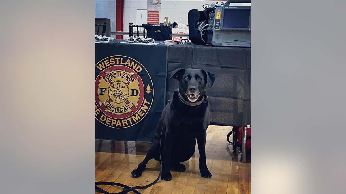 fire department dog