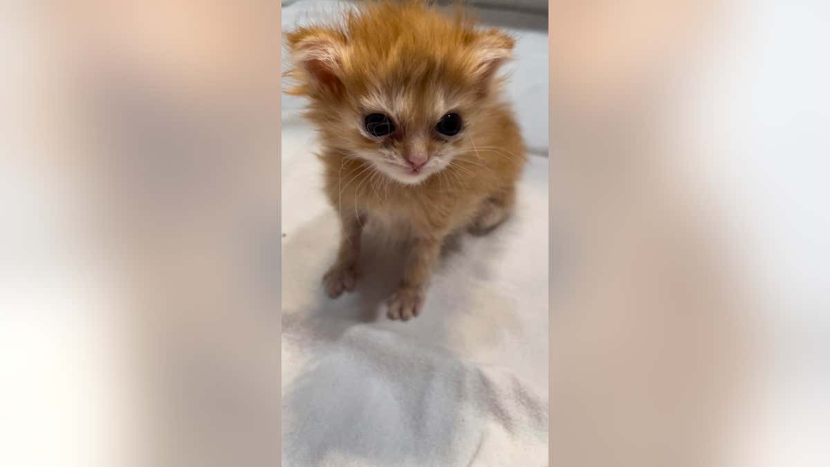 orange kitten looking cute