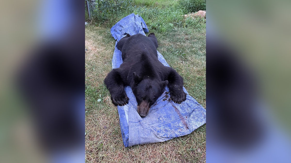 Black bear