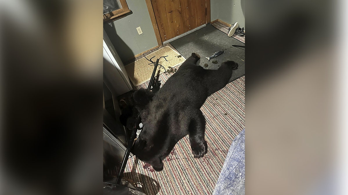 Black bear