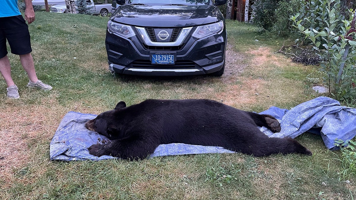 Black bear