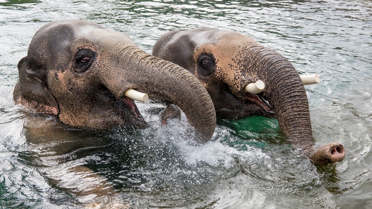 Asian elephants Samdura and Samon swim.
