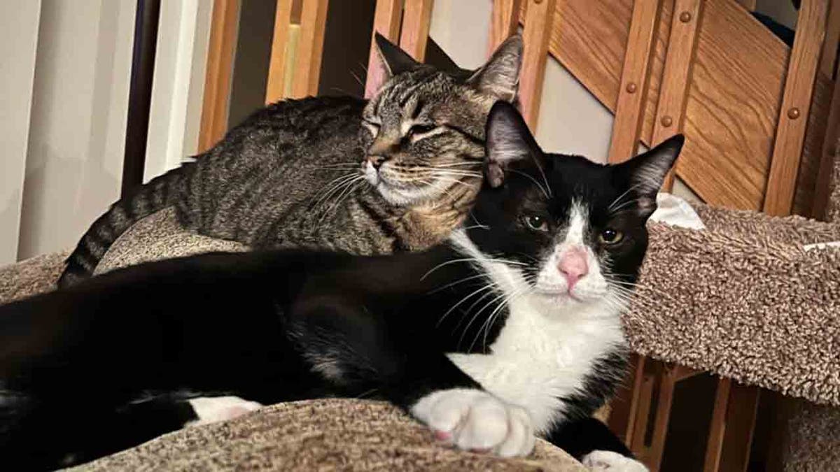 Candy Corn looking peaceful and cuddling with a handsome tuxedo cat