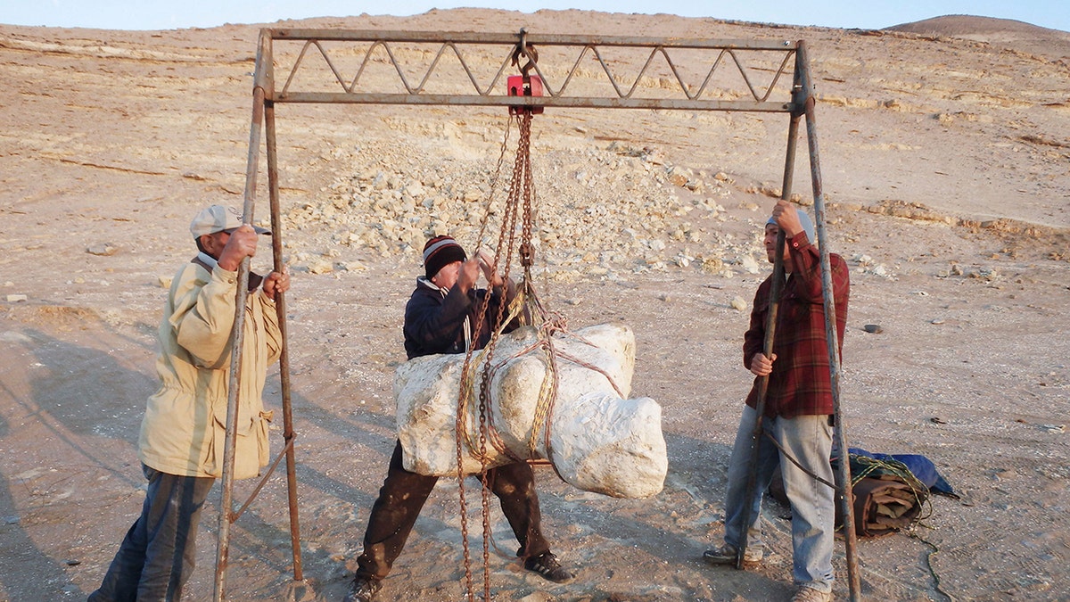 People hoisting the fossil