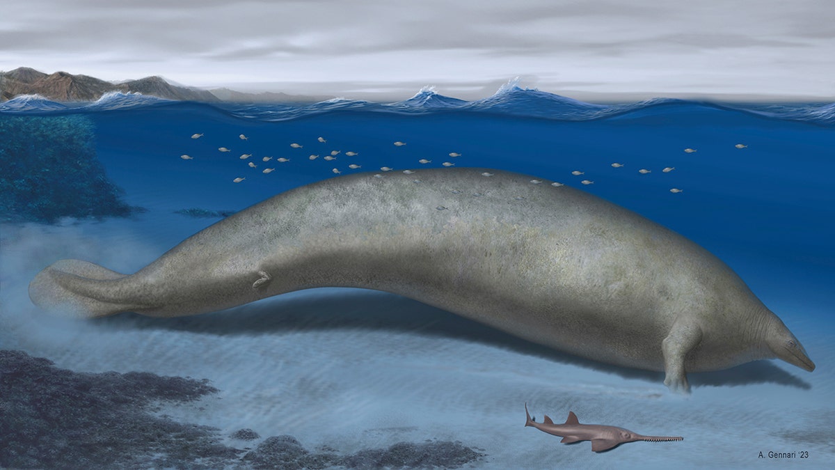 An illustration of the whale
