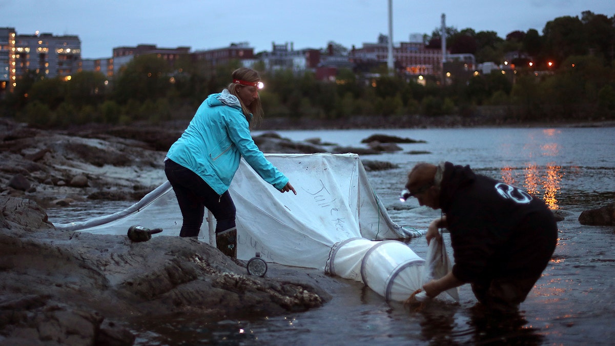 Eel fisherman